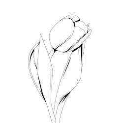 Dibujo para colorear: Tulipán (Naturaleza) #161615 - Dibujos para Colorear e Imprimir Gratis