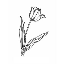 Dibujo para colorear: Tulipán (Naturaleza) #161641 - Dibujos para Colorear e Imprimir Gratis