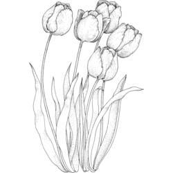 Dibujo para colorear: Tulipán (Naturaleza) #161658 - Dibujos para Colorear e Imprimir Gratis