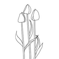 Dibujo para colorear: Tulipán (Naturaleza) #161667 - Dibujos para Colorear e Imprimir Gratis