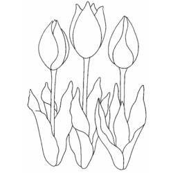 Dibujo para colorear: Tulipán (Naturaleza) #161674 - Dibujos para Colorear e Imprimir Gratis