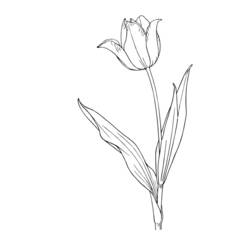 Dibujo para colorear: Tulipán (Naturaleza) #161678 - Dibujos para Colorear e Imprimir Gratis