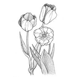 Dibujo para colorear: Tulipán (Naturaleza) #161692 - Dibujos para Colorear e Imprimir Gratis