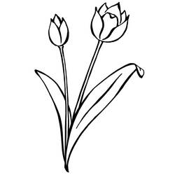 Dibujo para colorear: Tulipán (Naturaleza) #161697 - Dibujos para Colorear e Imprimir Gratis