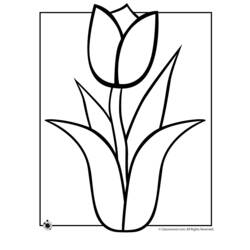 Dibujo para colorear: Tulipán (Naturaleza) #161699 - Dibujos para Colorear e Imprimir Gratis