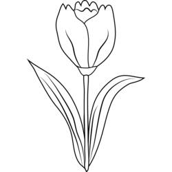 Dibujo para colorear: Tulipán (Naturaleza) #161706 - Dibujos para Colorear e Imprimir Gratis