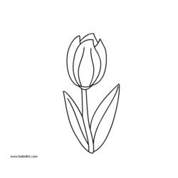 Dibujo para colorear: Tulipán (Naturaleza) #161723 - Dibujos para Colorear e Imprimir Gratis