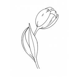 Dibujo para colorear: Tulipán (Naturaleza) #161732 - Dibujos para Colorear e Imprimir Gratis