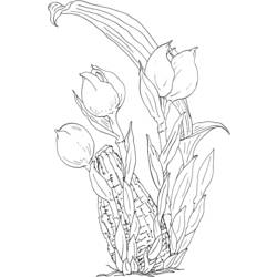 Dibujo para colorear: Tulipán (Naturaleza) #161737 - Dibujos para Colorear e Imprimir Gratis