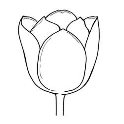 Dibujo para colorear: Tulipán (Naturaleza) #161799 - Dibujos para Colorear e Imprimir Gratis
