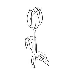 Dibujo para colorear: Tulipán (Naturaleza) #161801 - Dibujos para Colorear e Imprimir Gratis