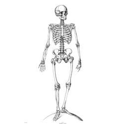 Dibujo para colorear: Esqueleto (Personajes) #147410 - Dibujos para Colorear e Imprimir Gratis